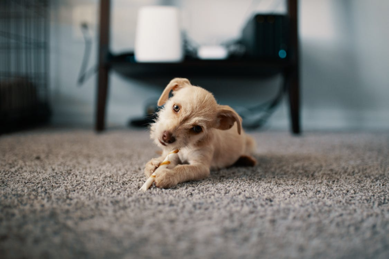 Puppy Lying on Carpet